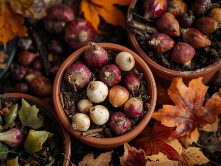 Bulbos Plantados En Macetas En Otono