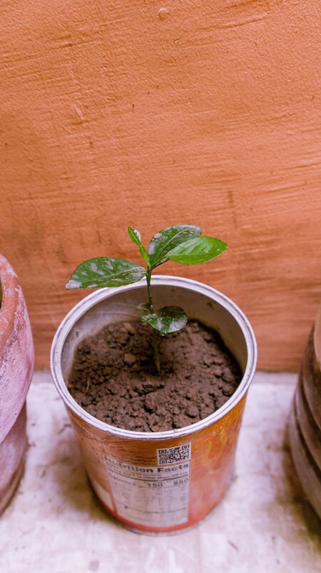 3 sencillos pasos para cultivar un limonero con una semilla ideal para espacios pequeños