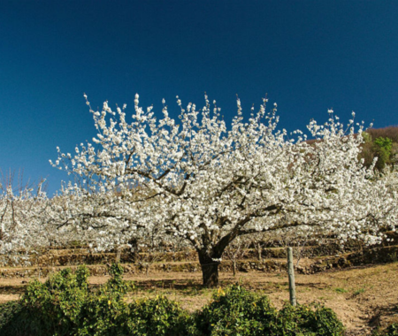 Cerezo En Flor