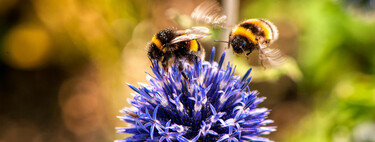 Las mejores flores que puedes plantar en tu huerto para atraer a los insectos polinizadores 