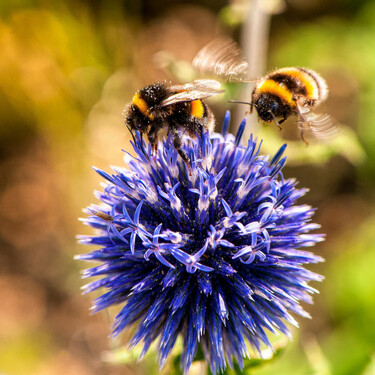 Las mejores flores que puedes plantar en tu huerto para atraer a los insectos polinizadores 