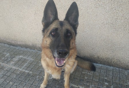 Dana Perfil 1