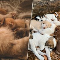 A Europa assinou seu primeiro acordo para proteger cães e gatos; os criadores não vão gostar nada disso