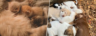 A Europa assinou seu primeiro acordo para proteger cães e gatos; os criadores não vão gostar nada disso