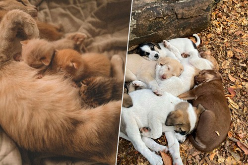 A Europa assinou seu primeiro acordo para proteger cães e gatos; os criadores não vão gostar nada disso