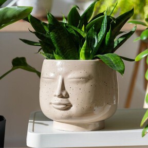 Las mejores 3 plantas de luz para tener dentro de casa: purifican el aire, son resistentes y bonitas 