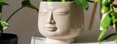 Las mejores 3 plantas de luz para tener dentro de casa: purifican el aire, son resistentes y bonitas 