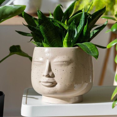 Las mejores 3 plantas de luz para tener dentro de casa: purifican el aire, son resistentes y bonitas 