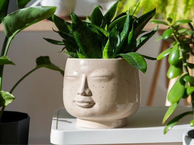 Plantas