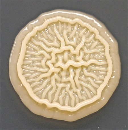 Bacteria Petri Dish Microbe 8 Year Old Boy Hand Print Tasha Sturm 3