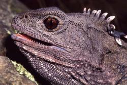 El increíble ritmo del tuatara