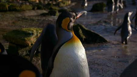 La cuota de mercado de Linux sube por décimo mes consecutivo, pero no te emociones todavía
