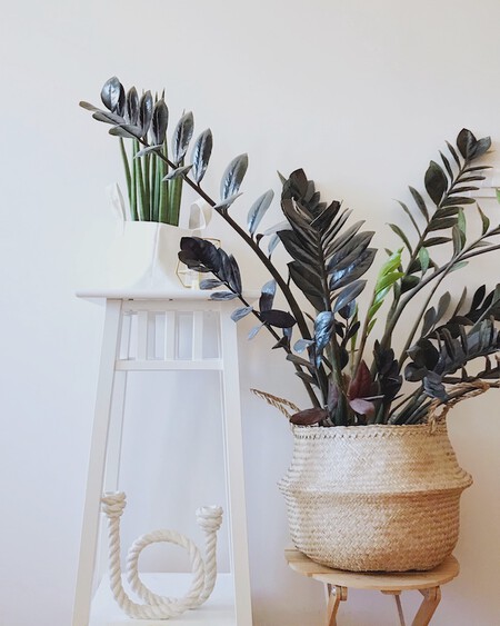 En Abril Hojas Mil Zamioculca 4