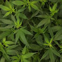 Não é pensamento lento: estudos estadunidenses detectaram síndrome severa ligada ao consumo de cannabis 