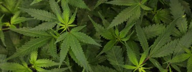 Não é pensamento lento: estudos estadunidenses detectaram síndrome severa ligada ao consumo de cannabis 