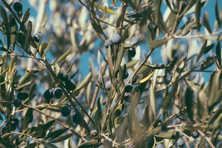 Francesco Ungaro Tgnrxrk8qyk Unsplash