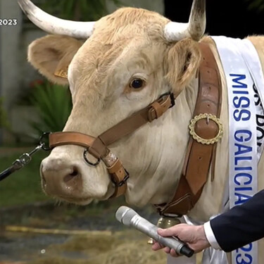 Vaca