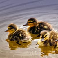 Canciones populares infantiles: 'Cinco patitos'