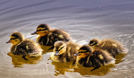 Canciones populares infantiles: 'Cinco patitos'