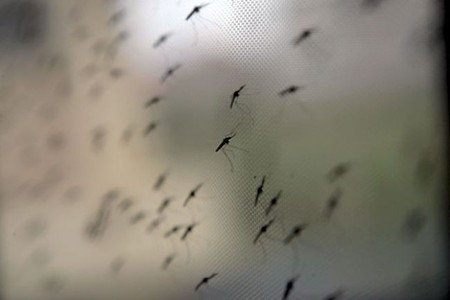 Las enfermedades transmitidas por insectos se globalizan debido a los viajes y el calentamiento