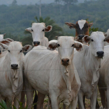 Demasiados antibióticos: la UE prohíbe la importación de carne desde Brasil a partir de septiembre