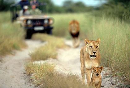 Los 10 mejores destinos para ver vida salvaje en Africa (III)