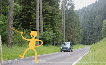 fauna en ruta: por el medio de la carretera