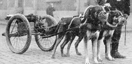 Perros de tiro en la guerra