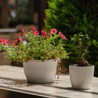 Las macetas más bonitas y decorativas no siempre son lo mejor para tus plantas. Esto es lo que conviene tener en cuenta 