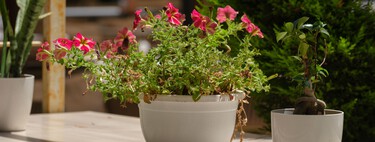 Tener nuestras plantas en macetas bonitas y decorativas no siempre es lo mejor. Esto es lo que conviene tener en cuenta 