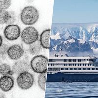La variante Andes del hantavirus: por qué al principio asumimos zoonosis y ahora ya hablamos de contagio entre humanos