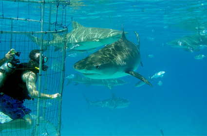 Experiencia De Lujo Nadar Con Tiburones experiencia-de-lujo-nadar-con-tiburones