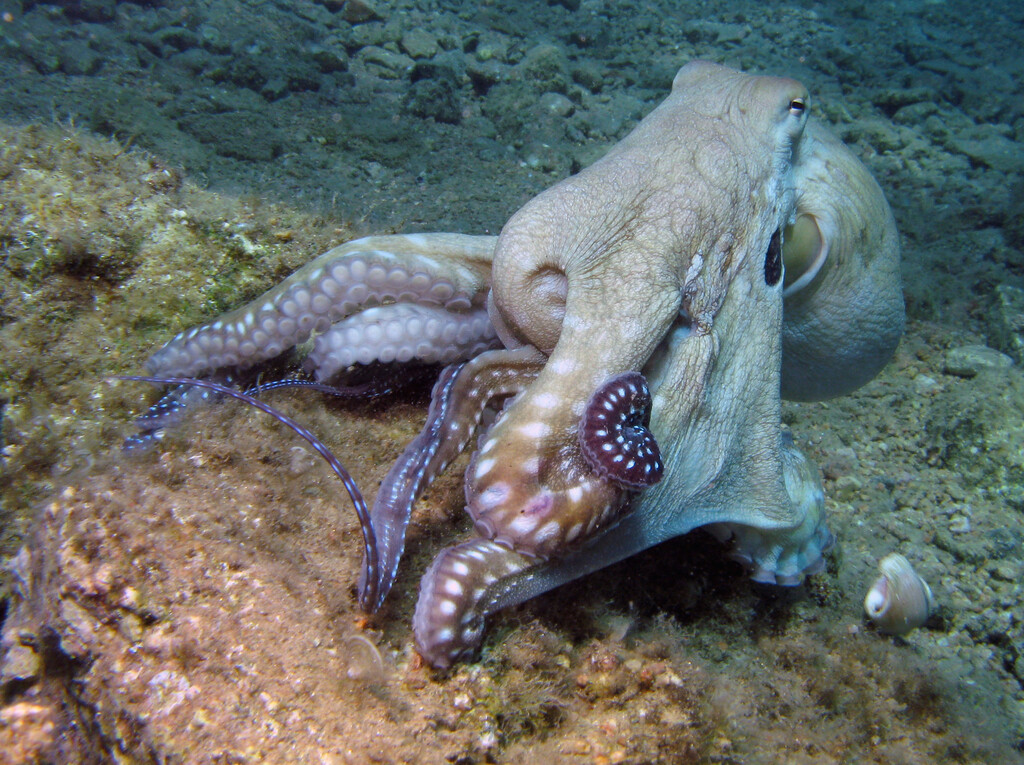 Reino Unido está viviendo una nueva invasión. El problema es que son pulpos y están devorando todo lo que encuentran