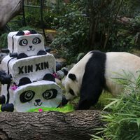 China ya no presta pandas, y México está por perder al último de Latinoamérica: Xin Xin cumple 35 años y se prepara su despedida 