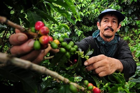 El café podría verse amenazado por el calentamiento global