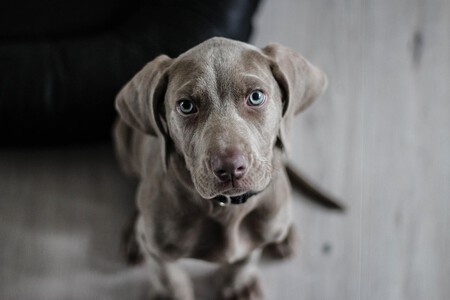 almohadilla-herida-perros