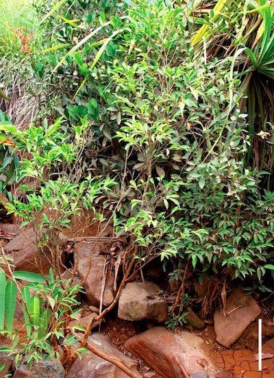 Descubierta una especie de planta que se alimenta de níquel