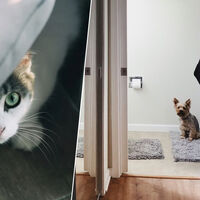 Las mascotas de casas españolas no pueden molestar sin más. La ley es muy clara al respecto: los dueños son responsables