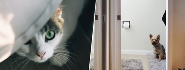 Las mascotas de casas españolas no pueden molestar sin más. La ley es muy clara al respecto: los dueños son responsables