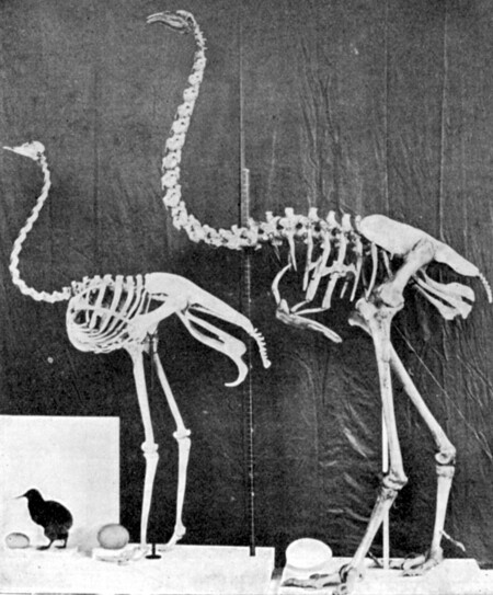 Kiwi Ostrich Dinornis