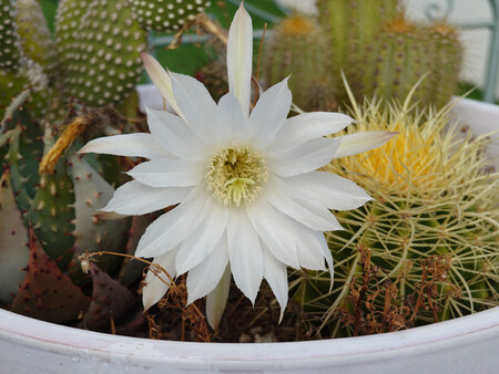 Sony Xperia 1 Viii 11