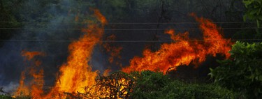 La peor señal de los incendios en España no es que ardan los montes: es que el fuego se está comiendo los cultivos