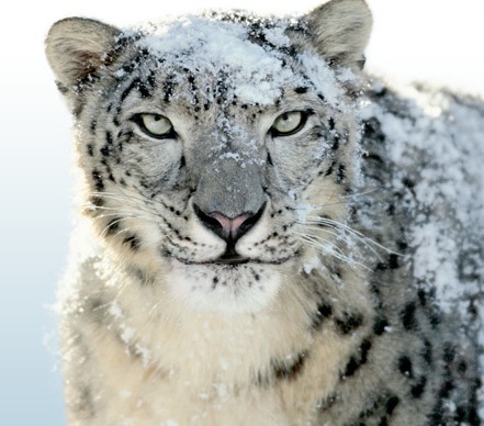 Cómo actualizar a Snow Leopard, análisis de todas las opciones