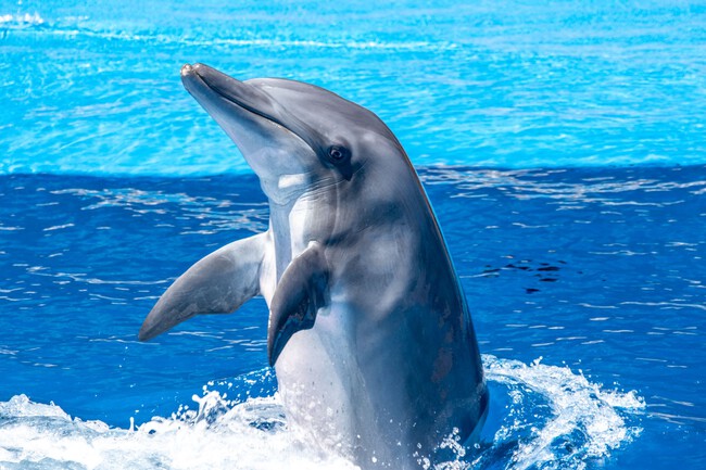 Delfin
