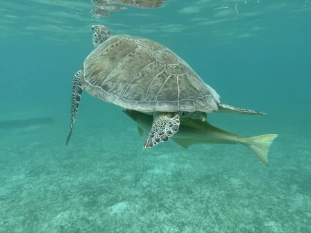 水中で、iPhone 16 Pro Max を使用して 4K、120fps で Dolby Vision でキャプチャされたビデオからフレームを作成します。