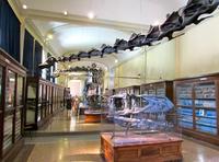 Museos gratis en Bolonia