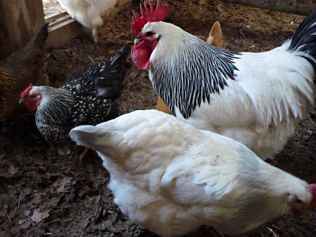 El rastro biológico más evidente de nuestra época será... el del pollo