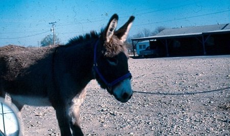 Disfruta de una excursión a Burrolandia, ¡la entrada es gratuita!