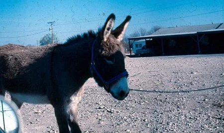 Disfruta de una excursión a Burrolandia, ¡la entrada es gratuita!
