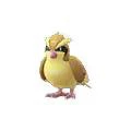 Pidgey